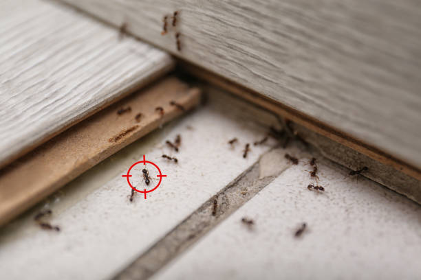 Best Pest Inspection Near Me  in Nesquehoning, PA