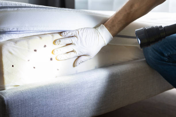 Reliable Nesquehoning, PA Pest Control Solutions