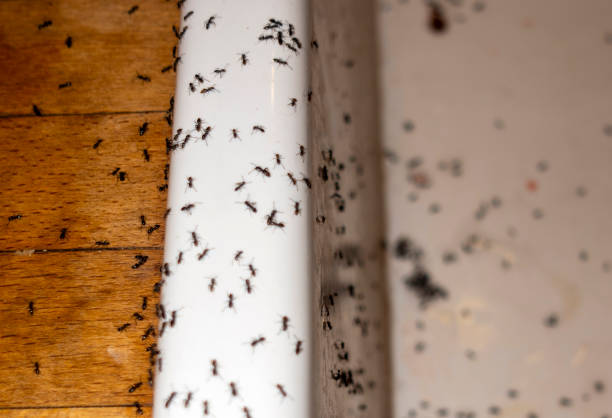 Best Pest Removal Services  in Nesquehoning, PA