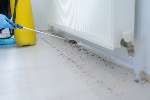 Best Pest Control for Homes  in Nesquehoning, PA